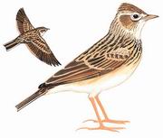 Сȸ Oriental Skylark