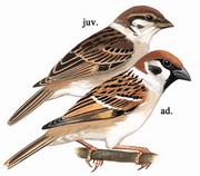 ȸ Eurasian Tree Sparrow