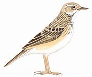  Paddyfield Pipit