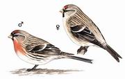 춥ȸ Common Redpoll
