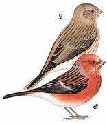 ȸ Pallass Rosefinch