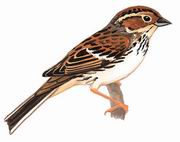 Сc Little Bunting