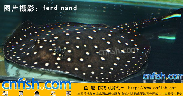 黑白满天星魟鱼