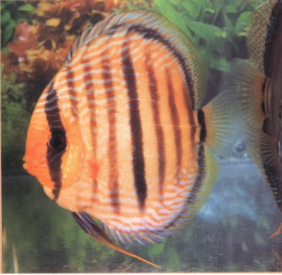 野生蓝面黑格尔