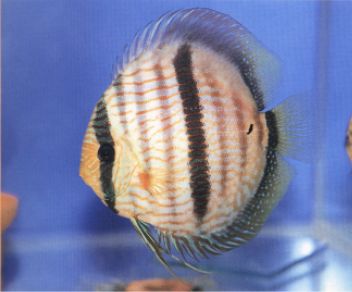 野生蓝面黑格尔