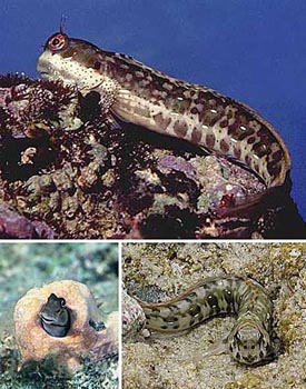 ���۽磬���ֿ����ڡ�½�������ߵ��㡱