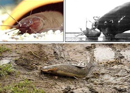 ���۽磬���ֿ����ڡ�½�������ߵ��㡱