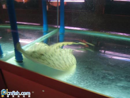 Ȥζ������