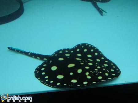 Ȥζ������