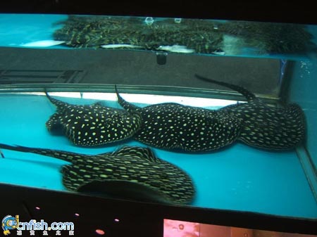 Ȥζ������