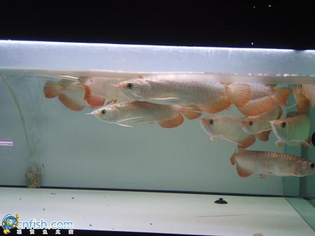 Ȥζ������