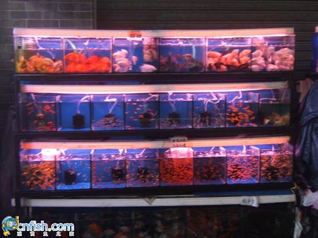 Ȥζ������