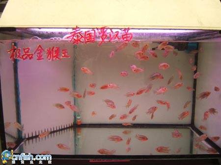 Ȥζ������