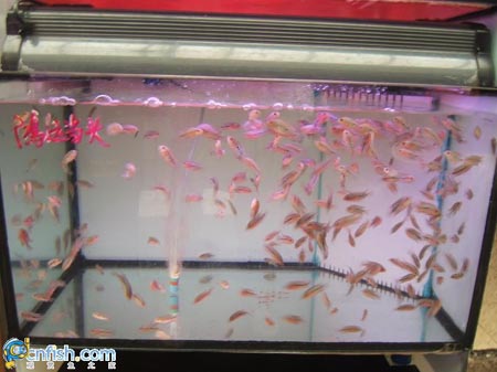 Ȥζ������