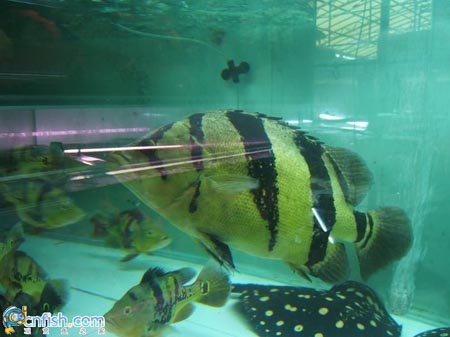 Ȥζ������