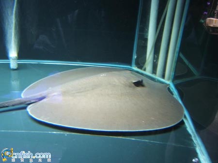 Ȥζ������