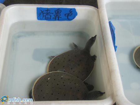 Ȥζ������