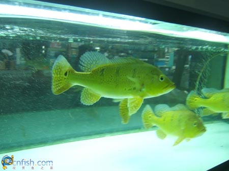 Ȥζ������