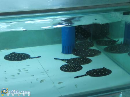 Ȥζ������