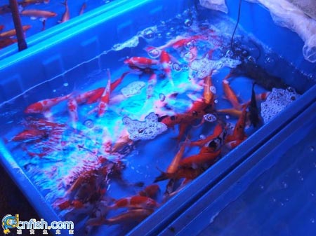 Ȥζ������