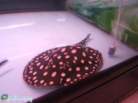 Ȥζ������