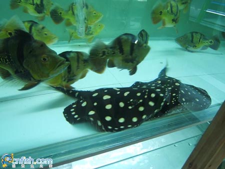 Ȥζ������