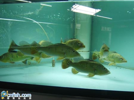 Ȥζ������