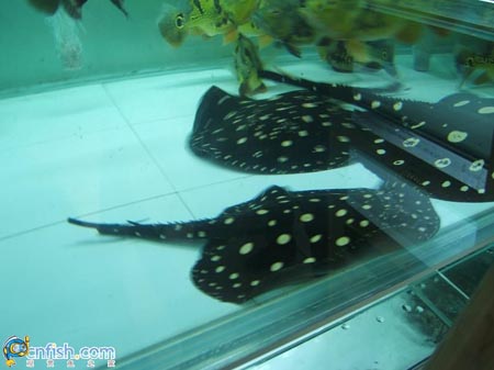 Ȥζ������