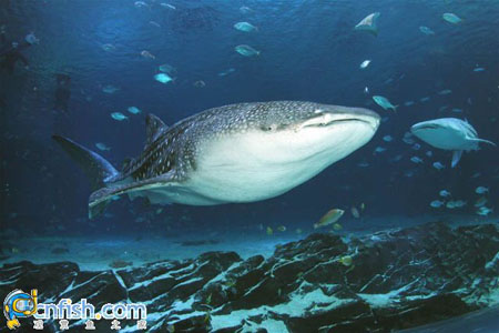 �������ƻֺ����������ˮ���