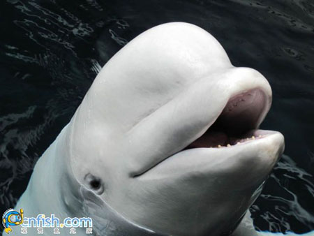 �������ƻֺ����������ˮ���