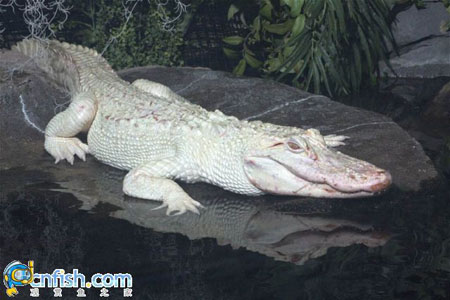 �������ƻֺ����������ˮ���