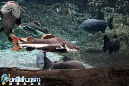 ��������ݵĵ�ˮ��