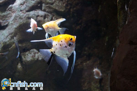 ��������ݵĵ�ˮ��