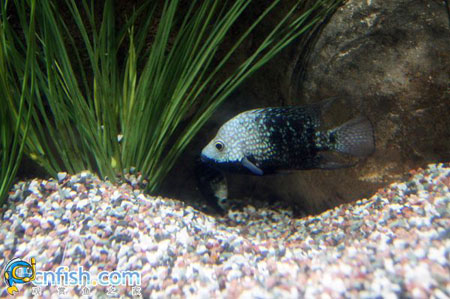 ��������ݵĵ�ˮ��