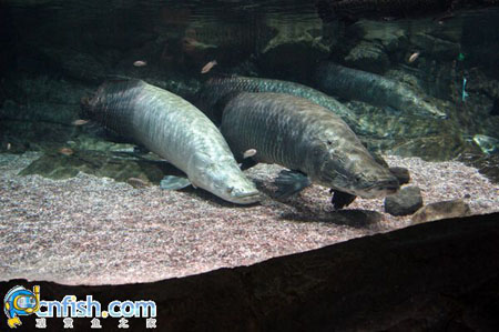 ��������ݵĵ�ˮ��