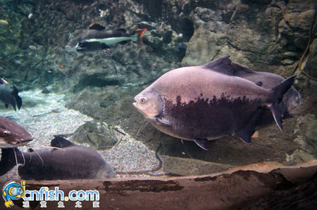 ��������ݵĵ�ˮ��