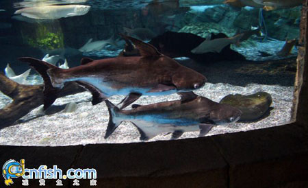 ��������ݵĵ�ˮ��