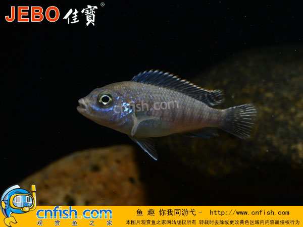 �����������ֿ��׽̳�֮������֢ƪ