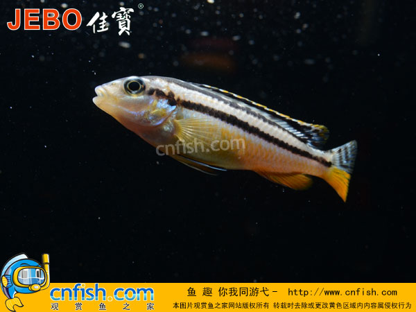 �����������ֿ��׽̳�֮������֢ƪ