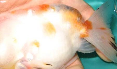 ȫ����ʶ�׵㲡���Ƥ��