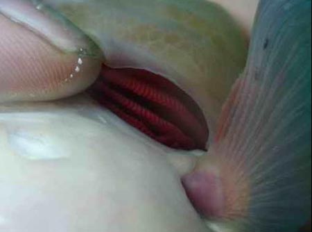 �Ա������������Ĳ�ԭ������