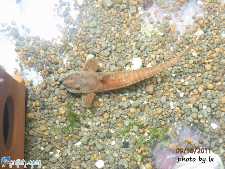 ��������ɡ����ҵķ�ֳ��¼������