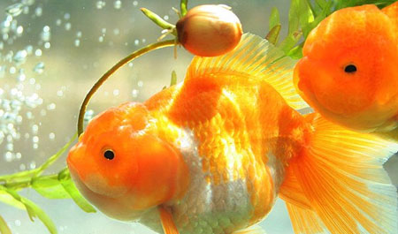 NH4+NH3NO2-NO3-P4O3-༰ҪԼ