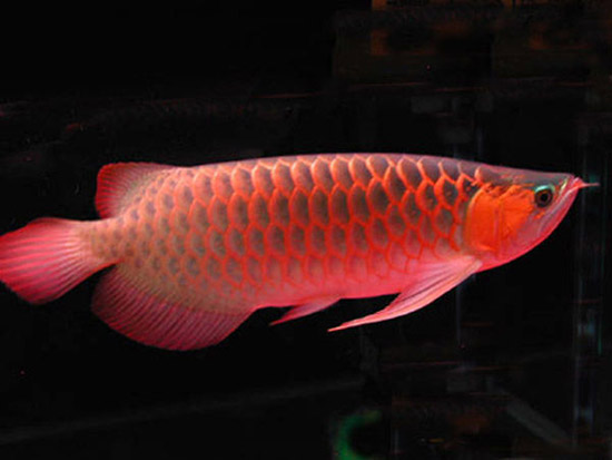 ���Ѫ��������������