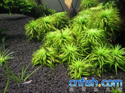 水草繁殖方法 深绿繁殖方法