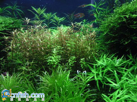 �͹�+��̼+�ͷ�+�͹���Ҳ�����ò�