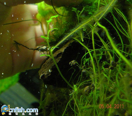 ��ľާ��ֳ�ļ��ַ���