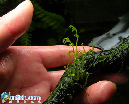 ��ľާ��ֳ�ļ��ַ���