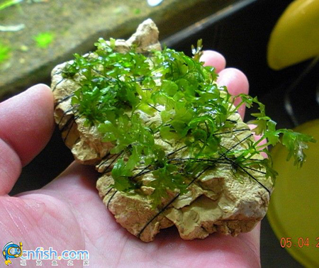 ��ľާ��ֳ�ļ��ַ���