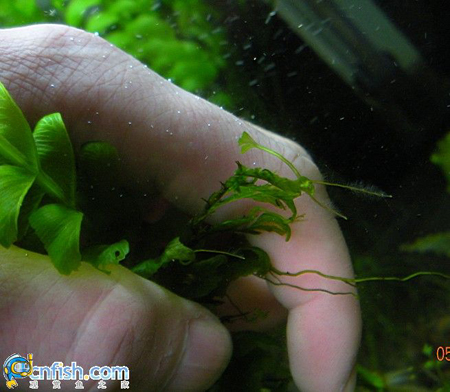 ��ľާ��ֳ�ļ��ַ���